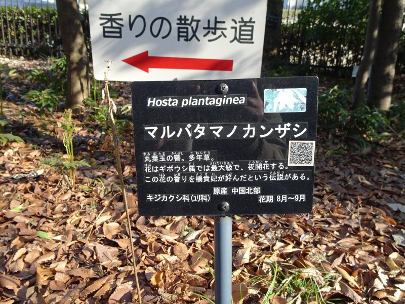 赤塚植物公園の『香り散歩道』