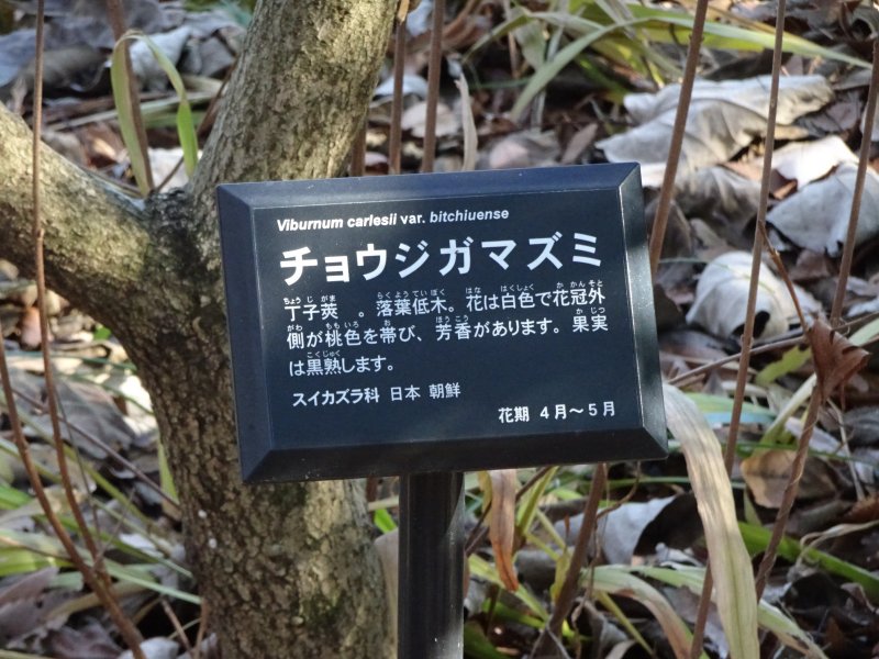 赤塚植物公園の『香り散歩道』