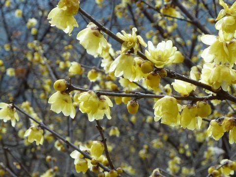 2014年、香りのロウバイ