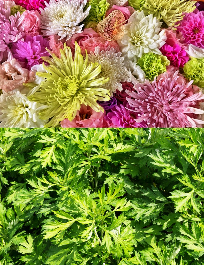 菊（きく）＆ 蓬（よもぎ）