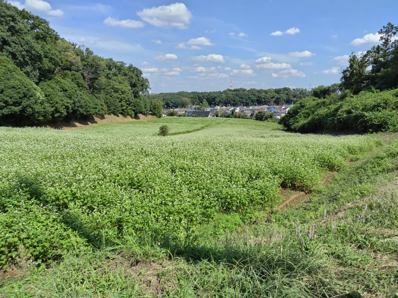 七国山(ななくにやま)蕎麦畑