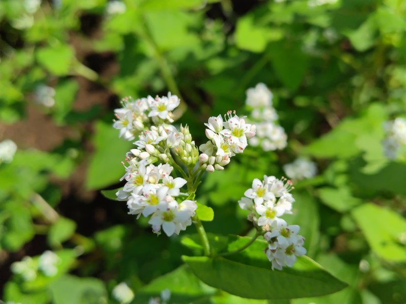 満開の蕎麦の花