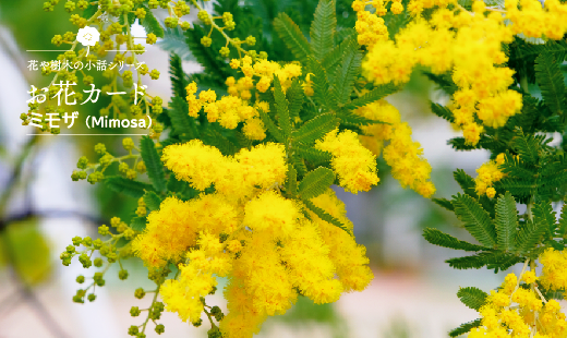 お花カード：ミモザ