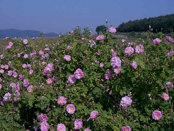 ブルガリア・バラの谷のダマスクローズ