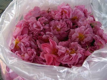 収穫されたダマスクローズ