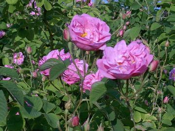 見事なのダマスクローズ